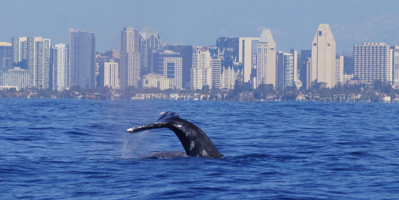 Whale Watching San Diego - Best Blue Whale Watching Cruises & Tours