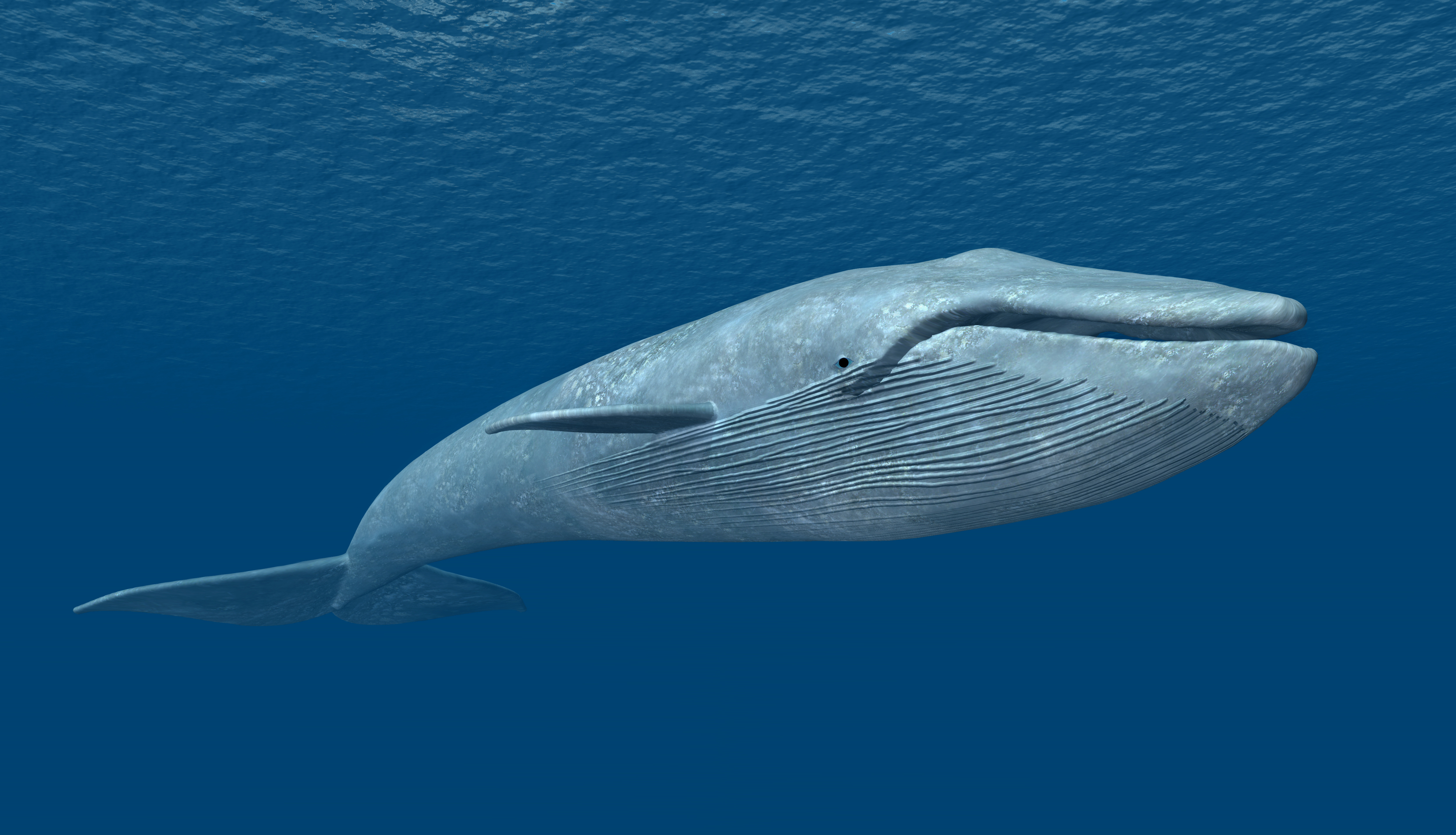 Жизнь синих китов. Голубой кит Balaenoptera musculus. Синий кит блювал. Синий кит (голубой кит). Синий голубой кит блювал.