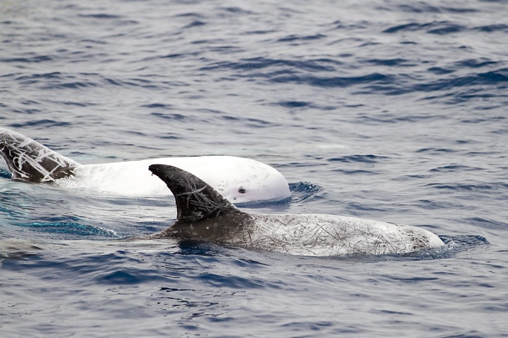 Types Of Toothed Whales Seen Off Of San Diego | Next Level Sailing