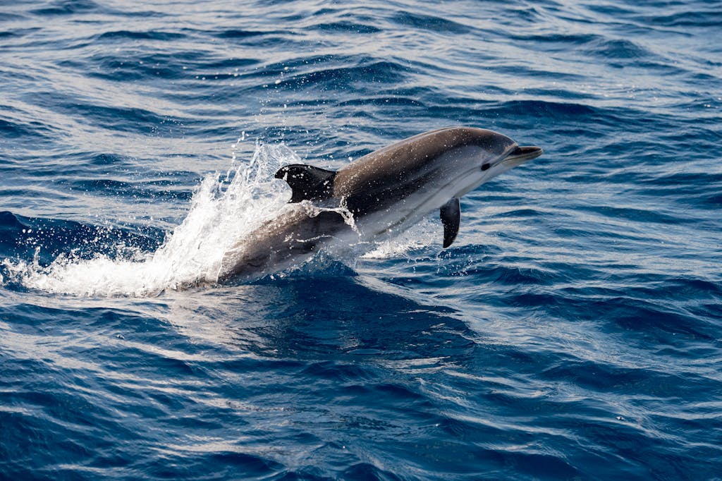 dolphins-you-may-see-whale-watching