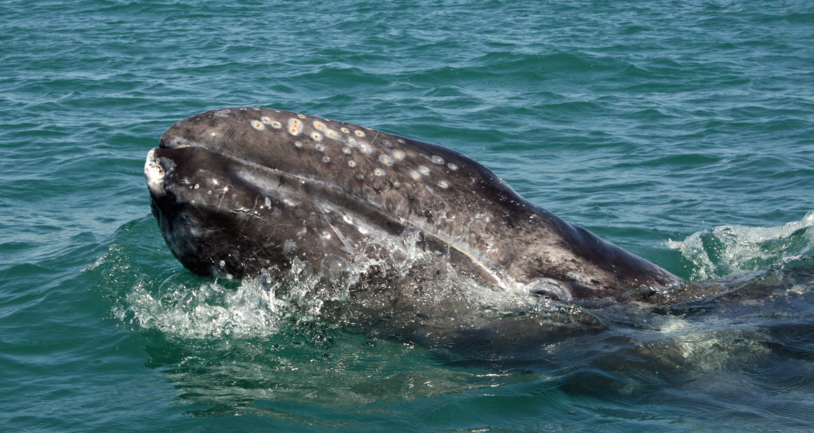 List of Gray Whale Behavioral Patterns﻿ - ﻿Gray Whale Behavior ...