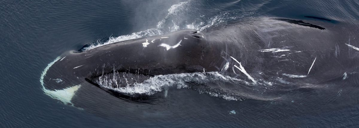 List Of Whale Species According To Size & Weight - Largest & Biggest