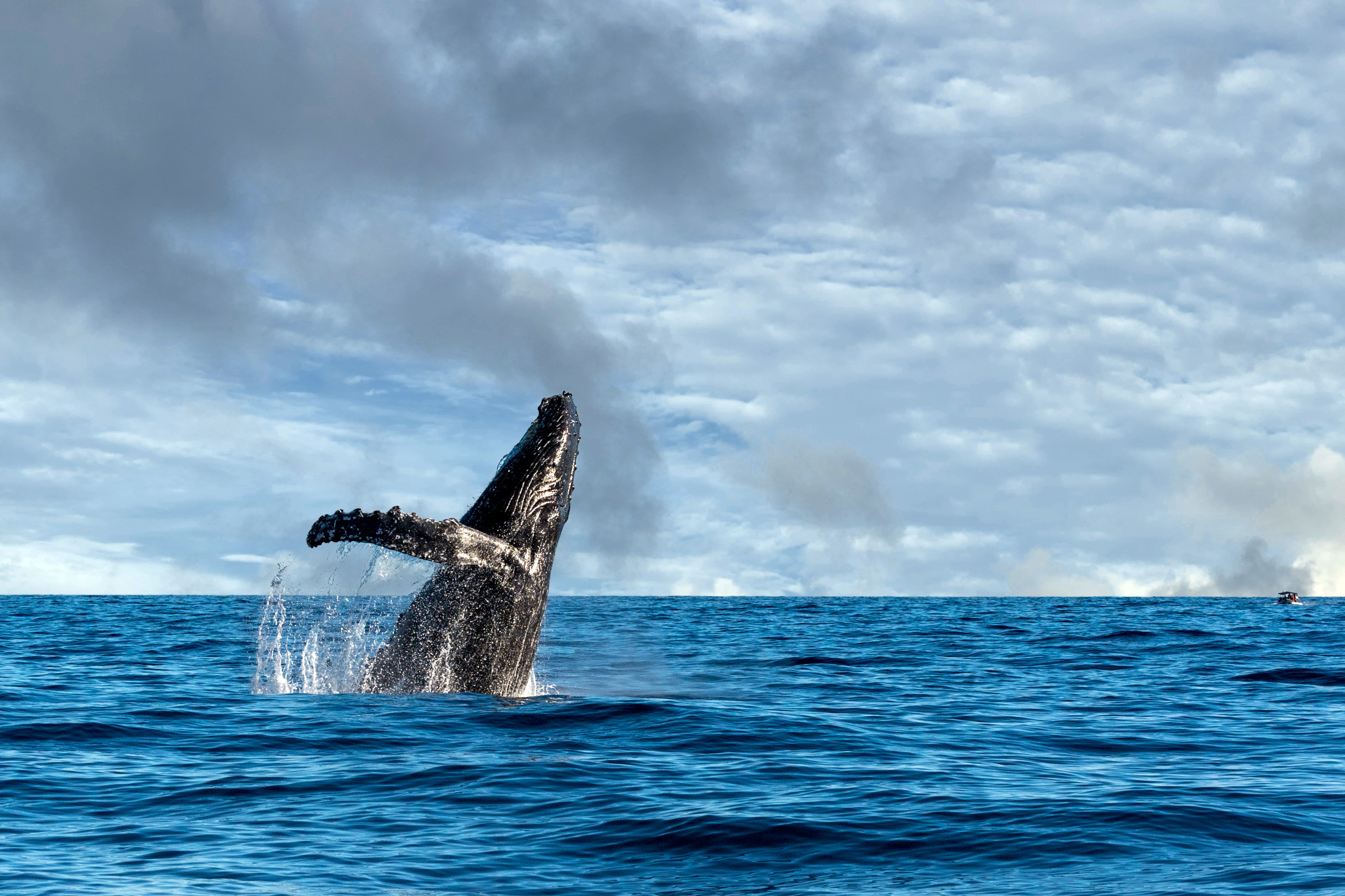 History Of Whale Watching Next Level Sailing