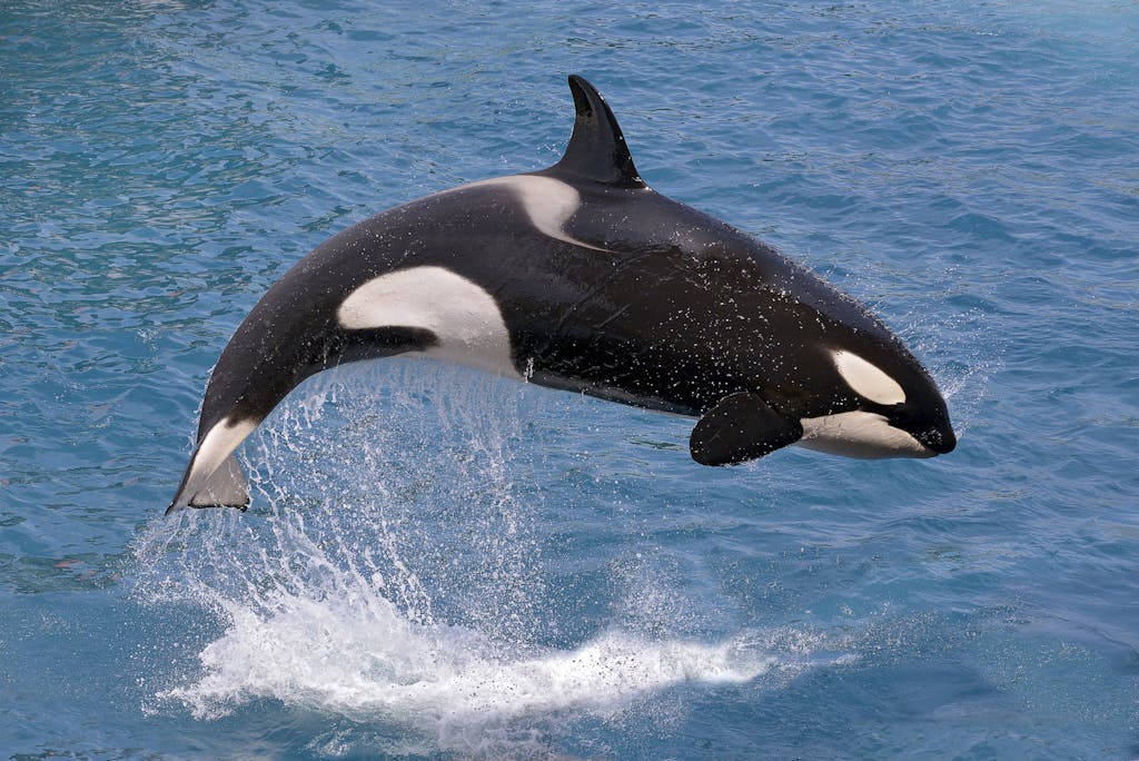 12 Killer Whale Facts | Next Level Sailing