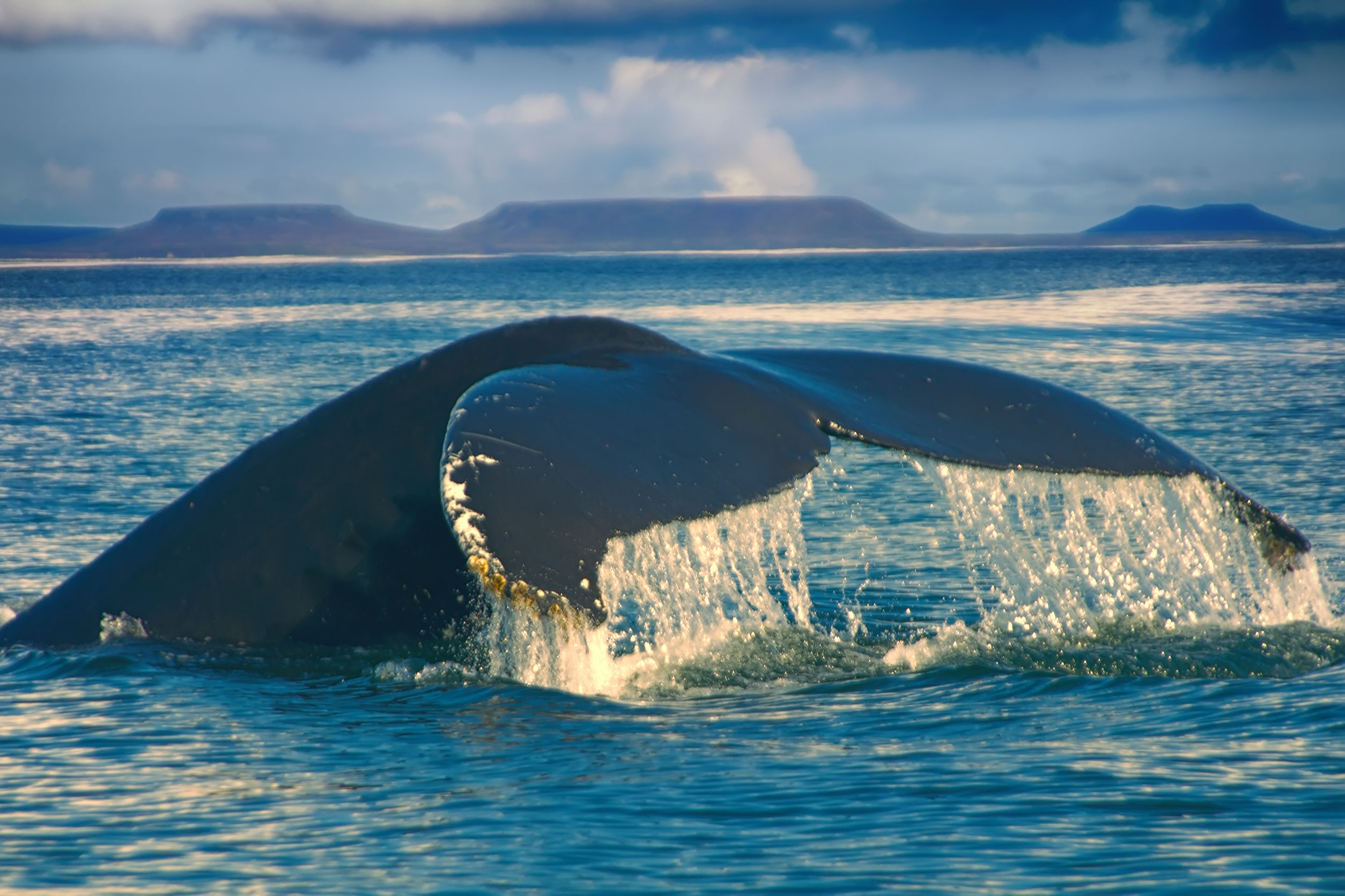 What Is The Best Time Of Day To Go Whale Watching In Southern