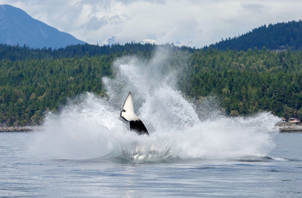 Orca Sightings - Can You See Killer Whales Off The Coast Of San Diego