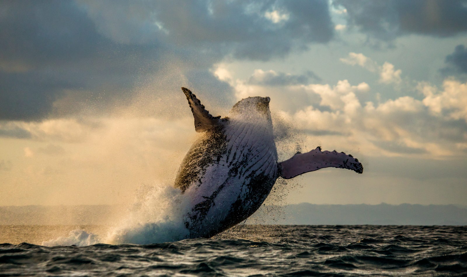 How To Spot Whales From The Shore | Next Level Sailing