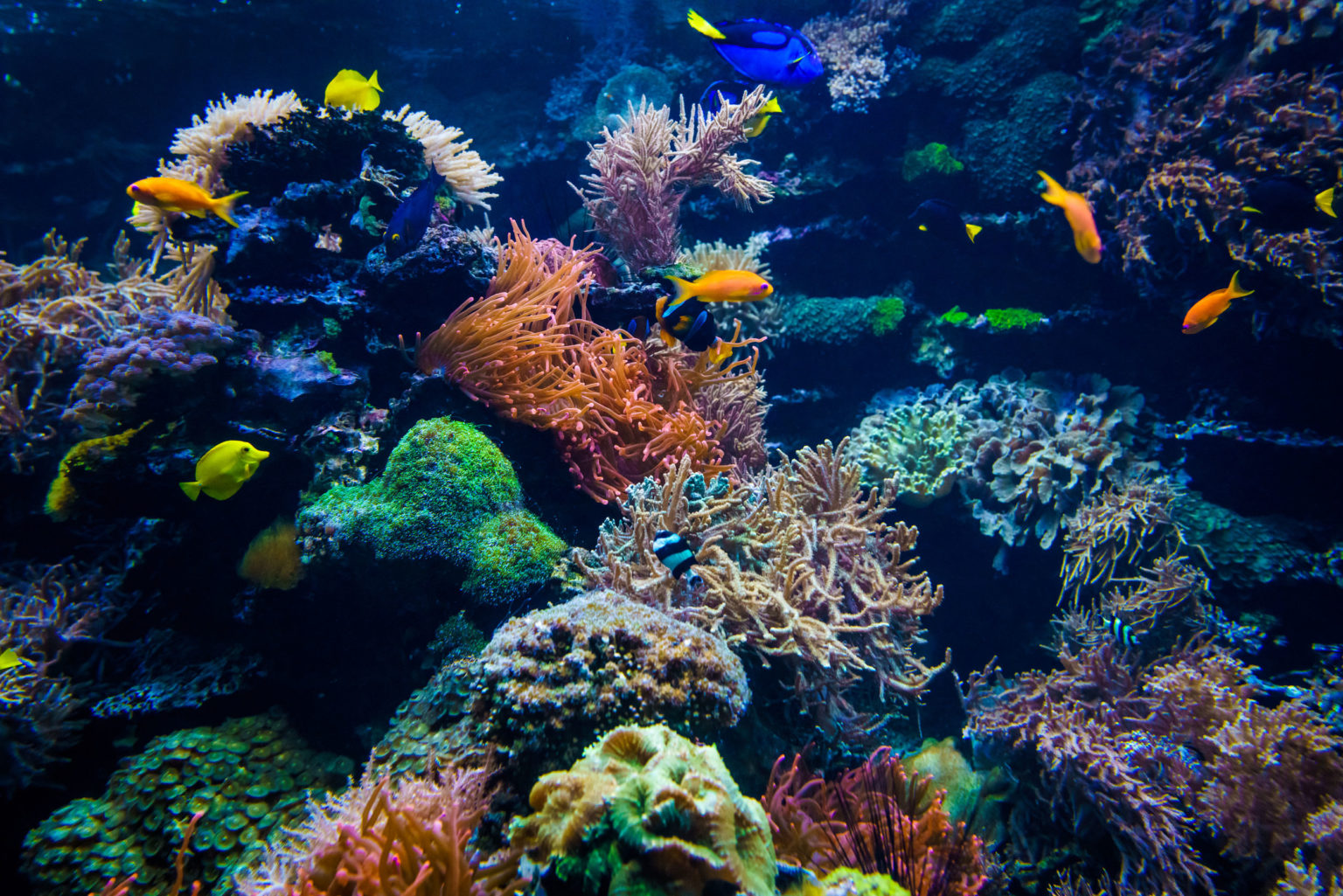the-importance-of-coral-reef-ecosystems-next-level-sailing