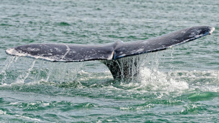 Complete Guide to San Diego Gray Whale Watching Season | Next Level Sailing