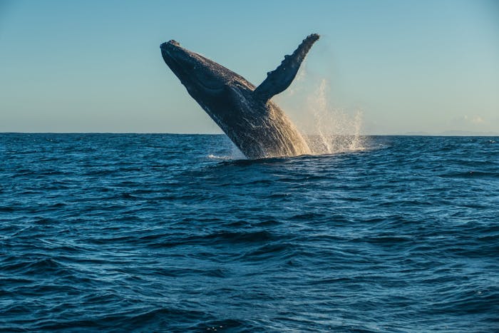 Spring 2022 Whale Watching Guide | Next Level Sailing