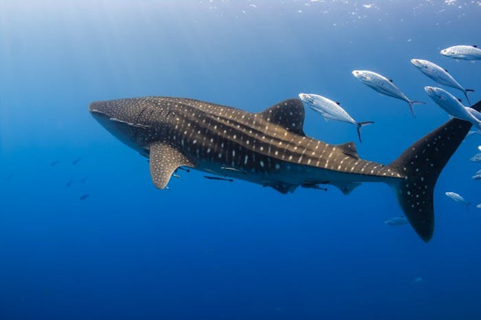 Your Complete Guide To Whale Sharks - Everything You Need to Know About ...