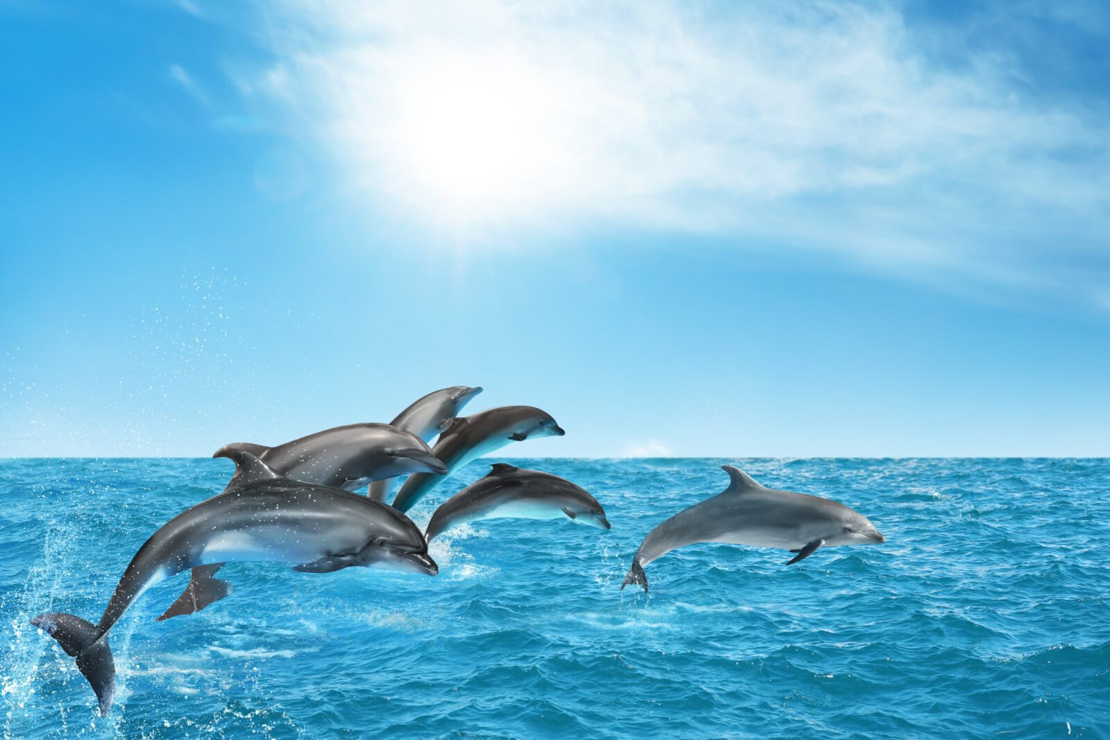 San Diego Dolphin Tours - Best Tours to See Dolphins in San Diego ...