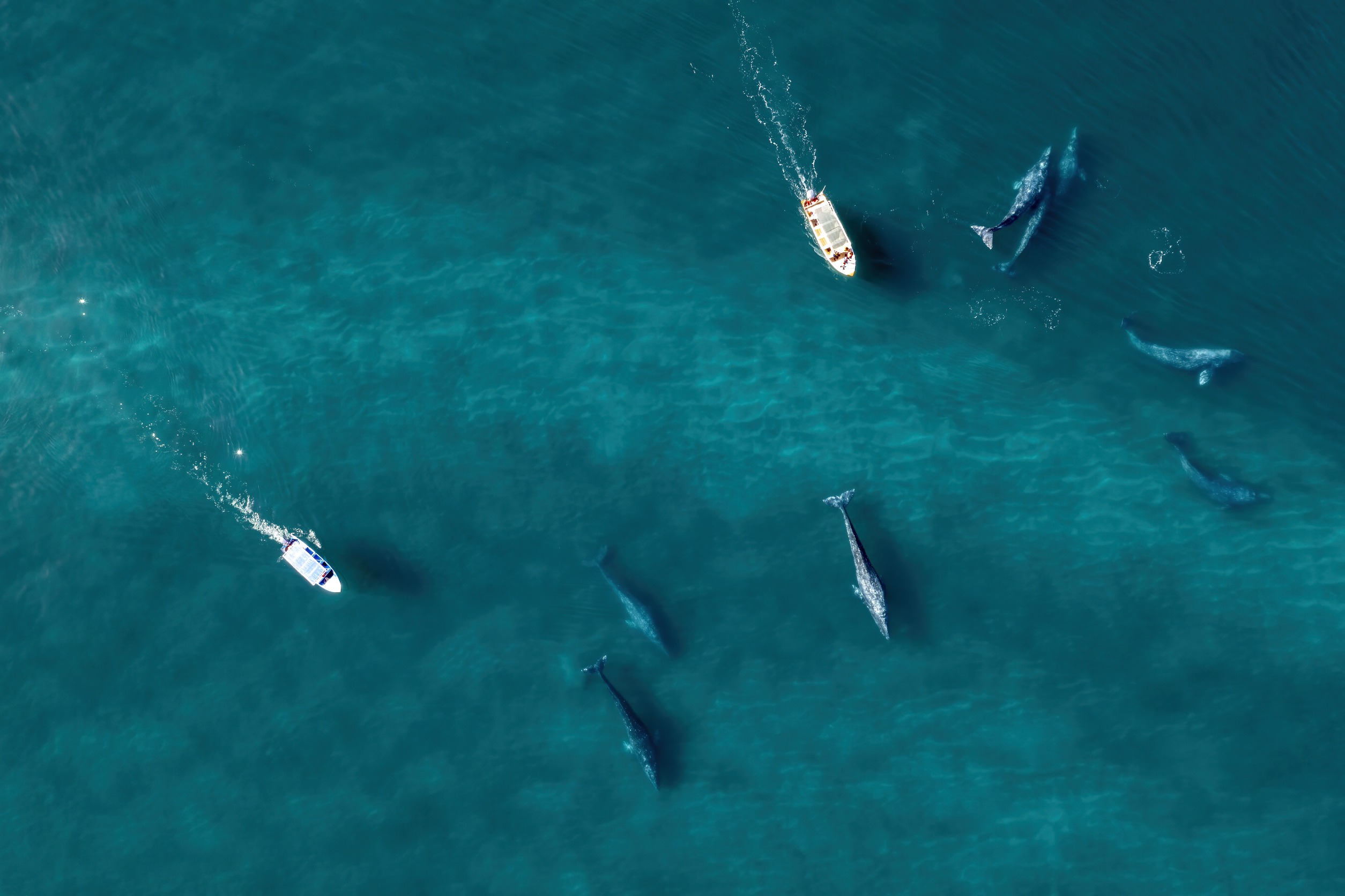 Gray Whale Migration Facts - Everything You Need to Know | Next Level