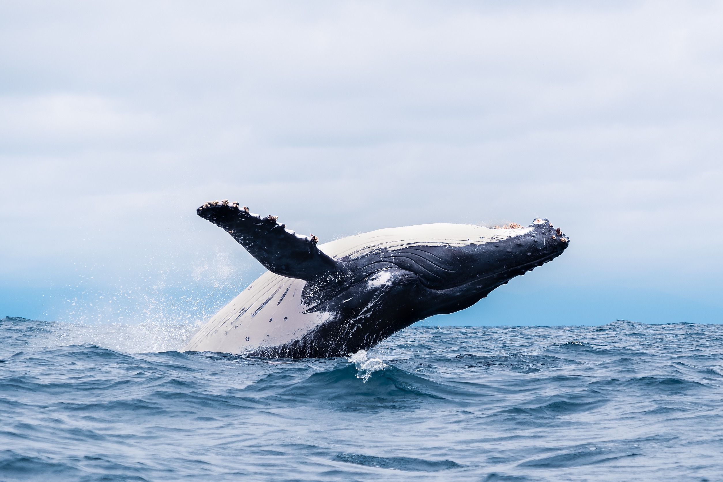 Everything You Need to Know About Humpback Whale Migration | Next Level ...