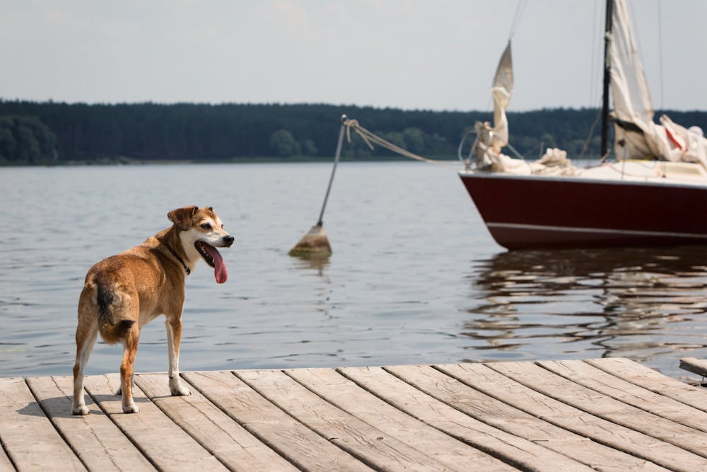 a dog standing on a boat in the water