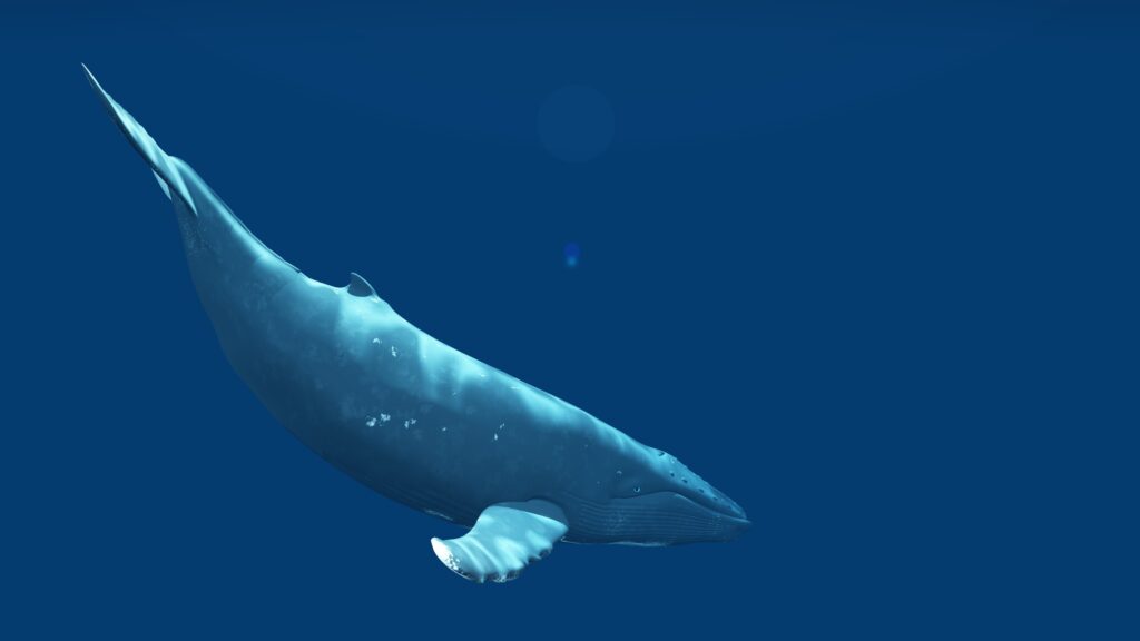 Where To See Blue Whales in San Diego - Planning a Memorable Blue Whale