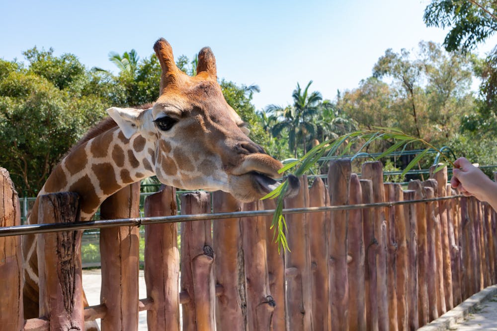 a group of giraffe standing on top of a wooden fence