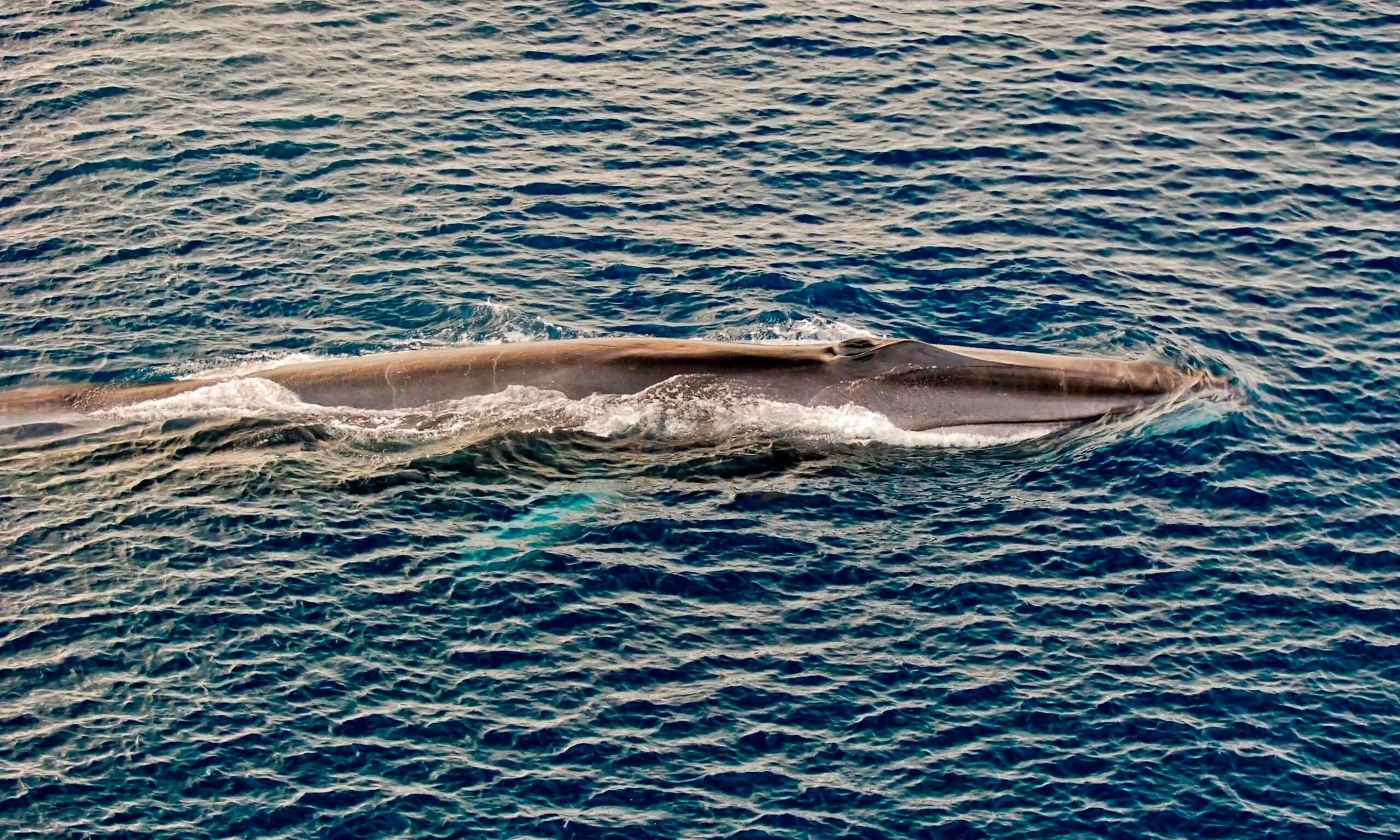 everything-you-need-to-know-about-fin-whales-habitat-appetite