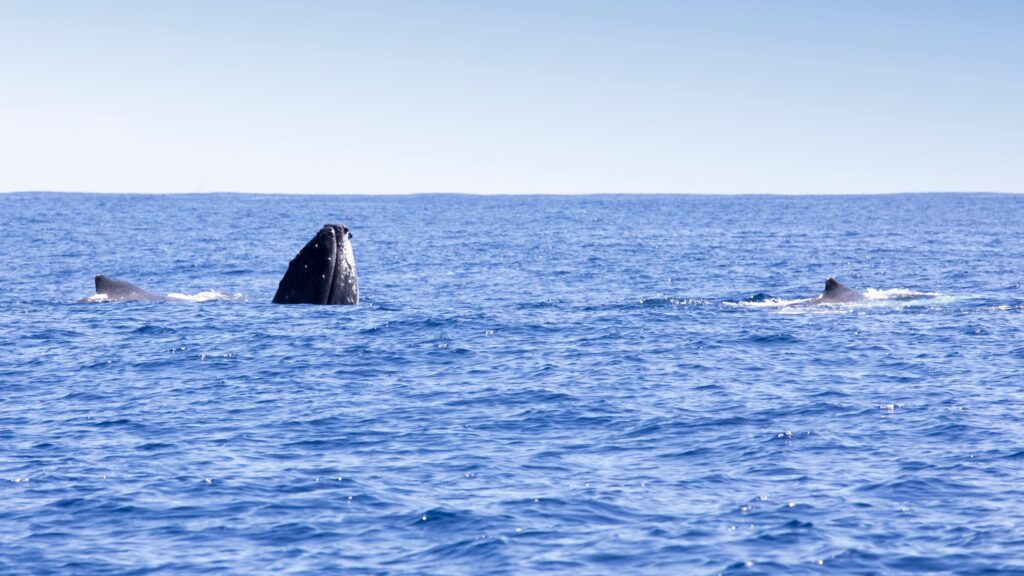 a whale swimming in a body of water