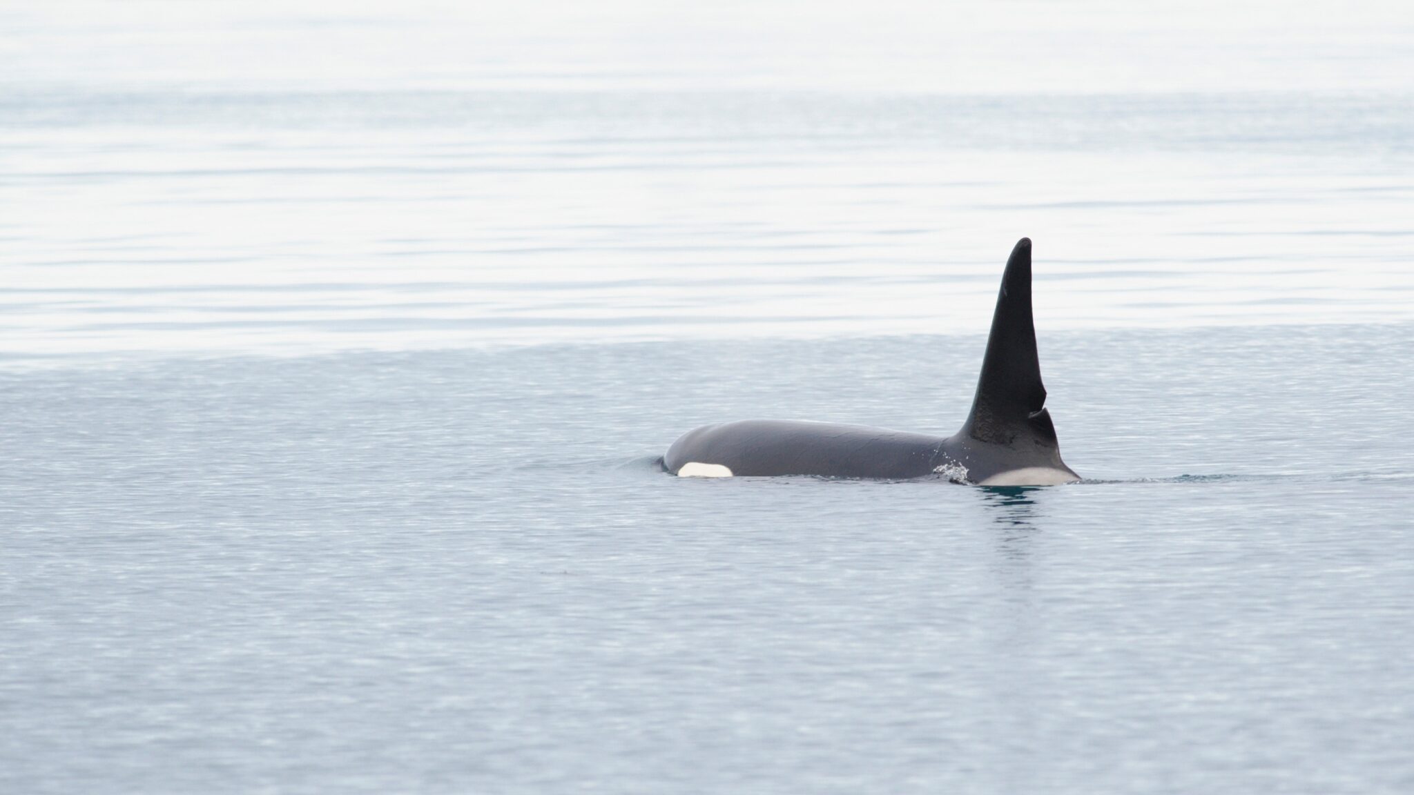 Recent Killer/Orca Whale Sightings in Southern California: Everything