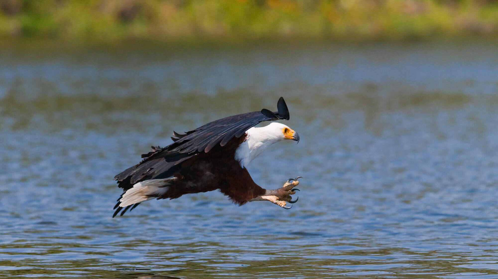 arkansas river wildlife eagle