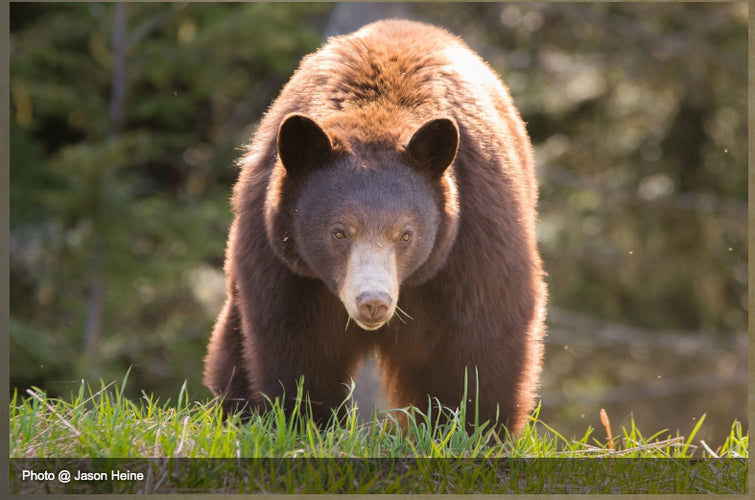 Grizzly Bear Viewing - Fiordland Conservancy - B.C. Parks