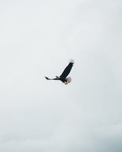 A bald eagle on a grey sky