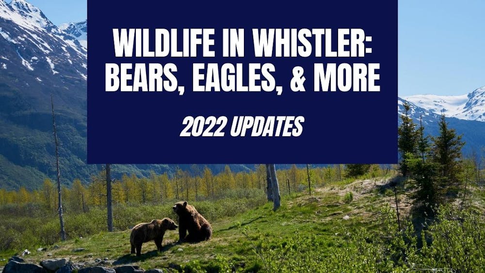 Two bears with mountains behind them, bear watching blog header