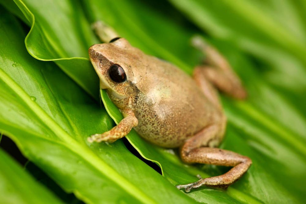 Image result for coqui frog puerto rico"