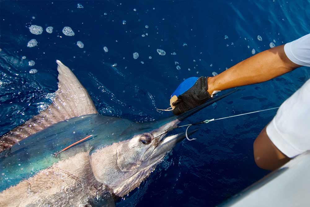 Blue marlin. Спортивная рыбалка Марлин. Спортивная рыбалка рыба меч. Рыба меч протыкает рыбака.