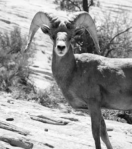 bighorn sheep in zion national park