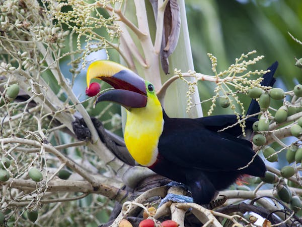 toucan at Rincon De La Vieja National Park