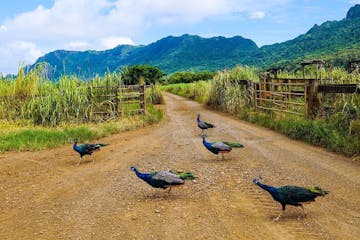 Peacocks crossing a dirt path in Hawaii