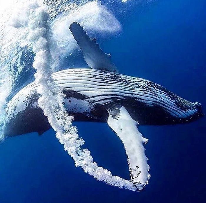 Humpback Whales In Hawaii | Na Pali Pirates Zodiac Adventure Tours