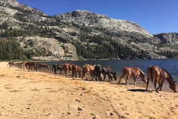 horses in a line drinking out of lake