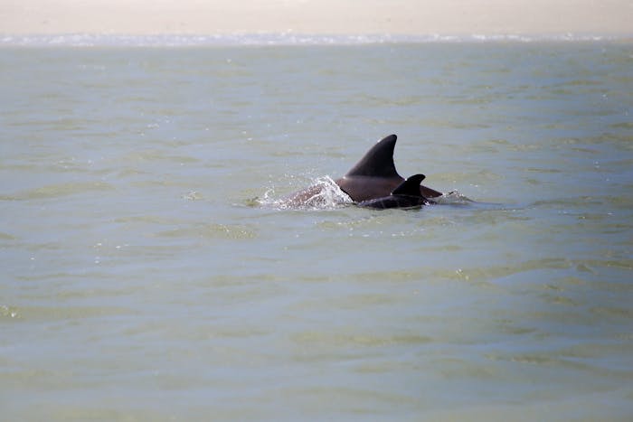 Morning Dolphin Tour | Tideline Tours