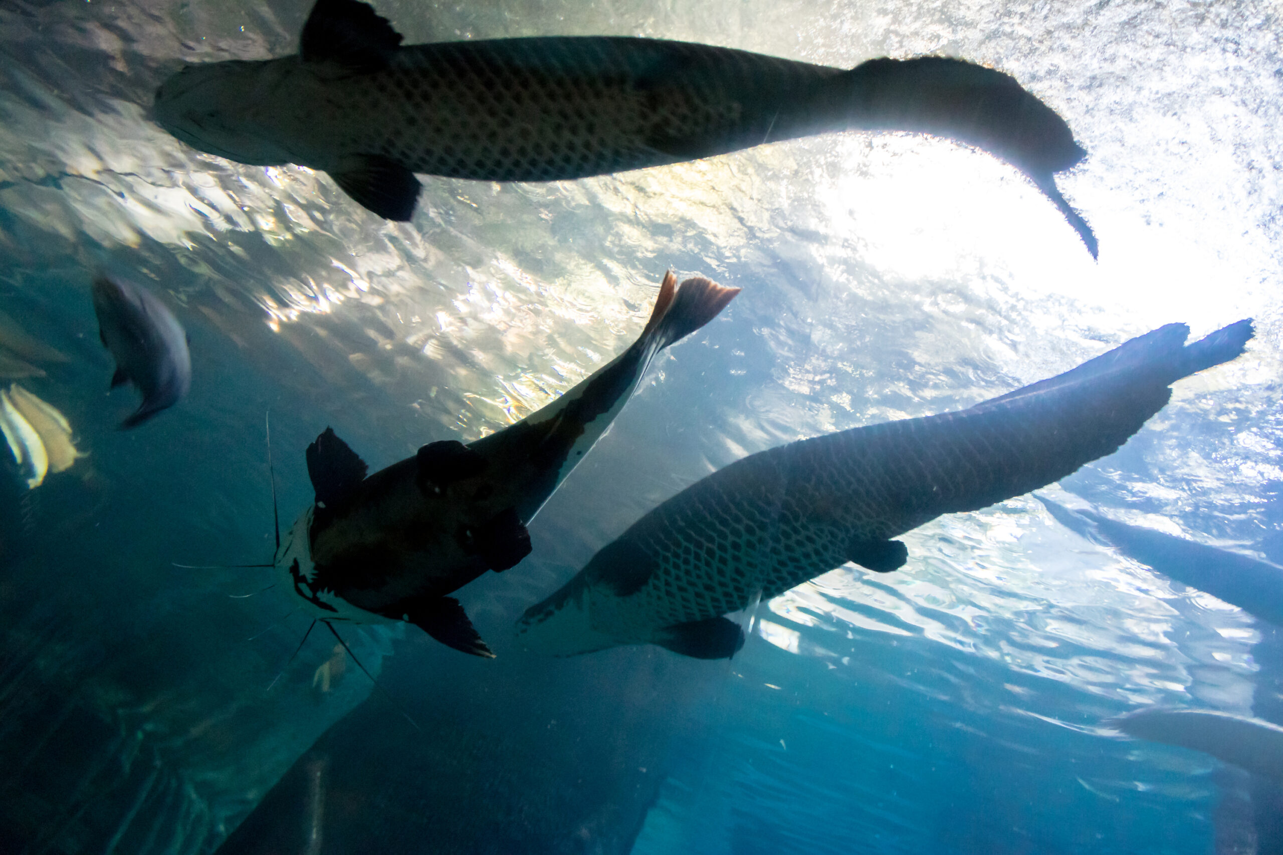 A close-up image of a tarpon, one of the targeted species for backwater fishing in Puerto Rico