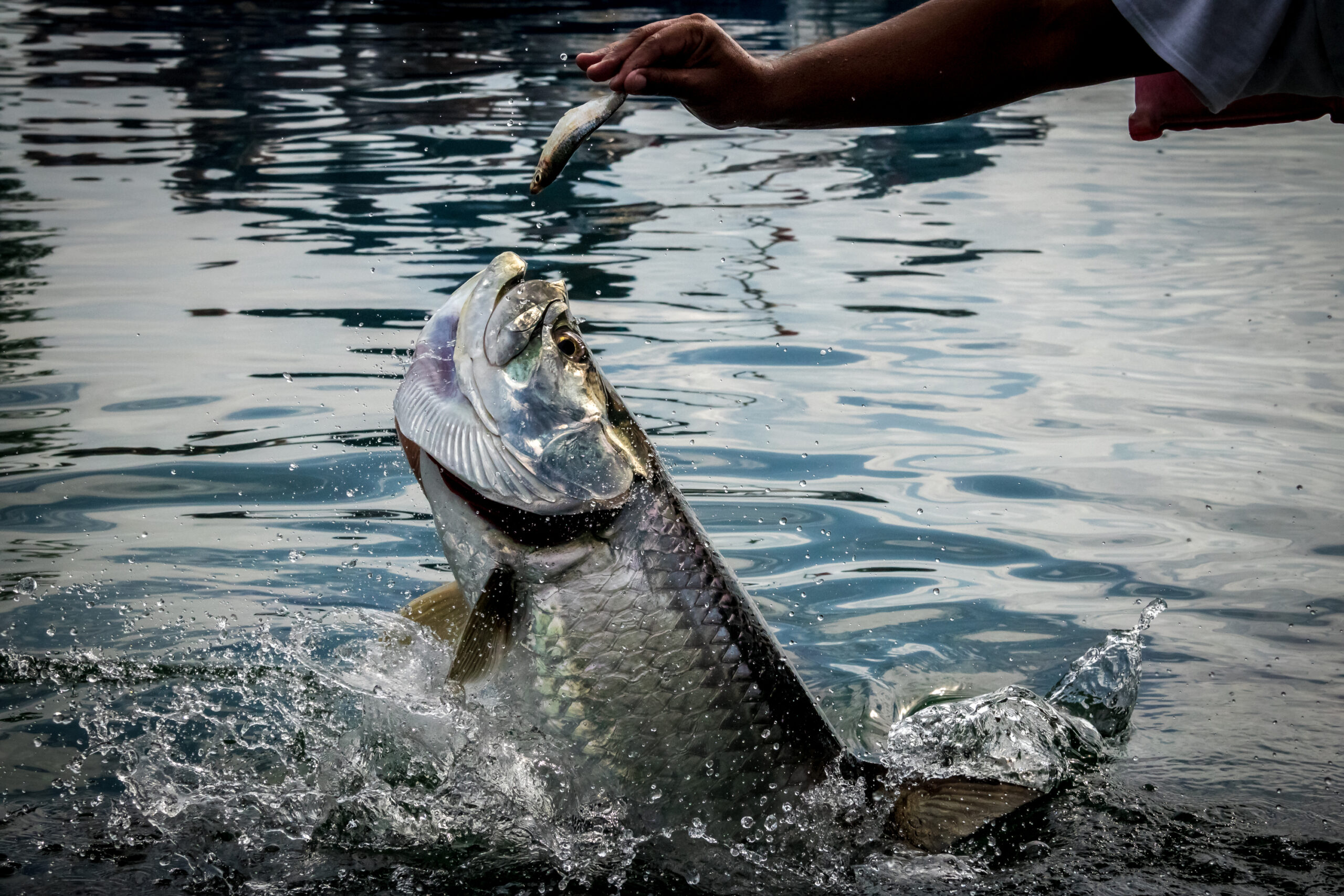 A close-up image of a fierce tarpon, one of the prized species sought after by inshore anglers in Puerto Rico, displaying its strength and beauty