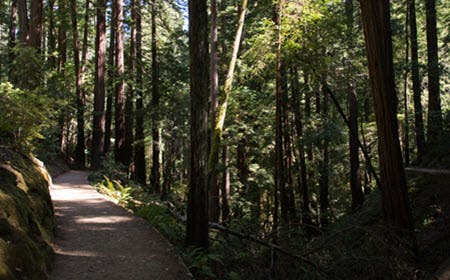 Private Muir Woods Tour