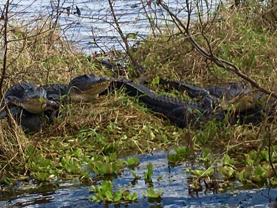 See Female Gators On Your Airboat Adventure With Airboat Wilderness Rides