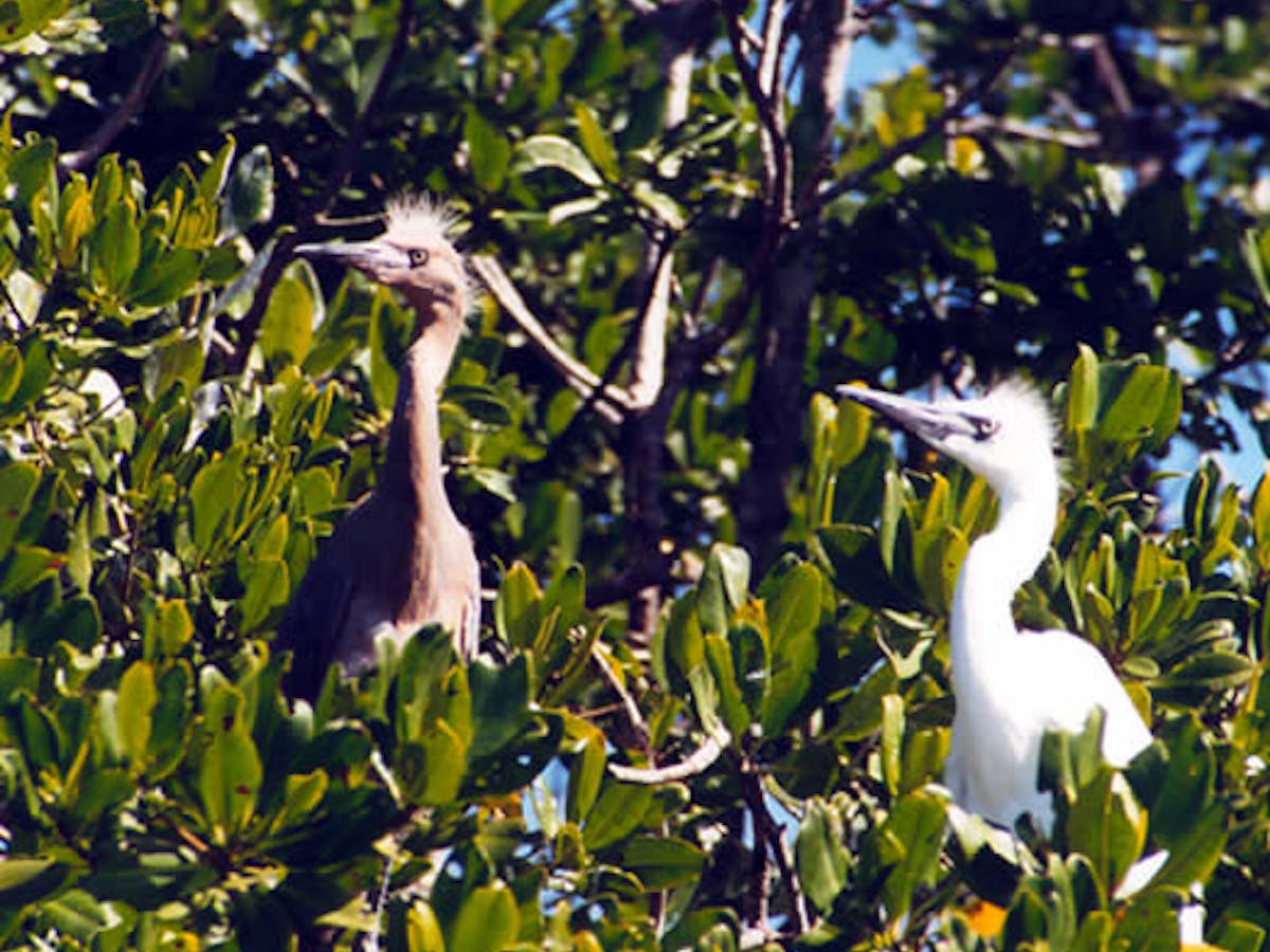 Egret chicks in the mangroves