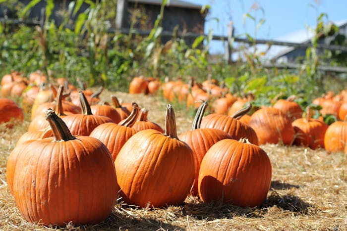 fall-events-and-activities-in-southern-california