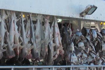 lots of fish on boat