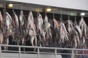 fishing hanging on boat