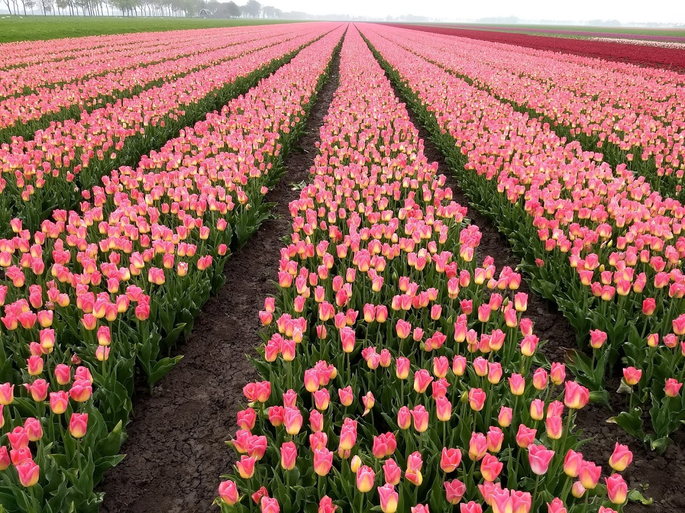 field of pink tulips stretching forever.