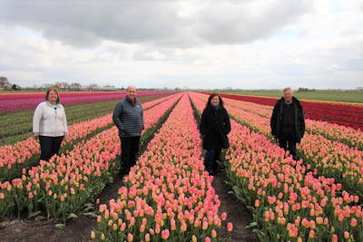 Amsterdam Private Tours visit to tulip fields