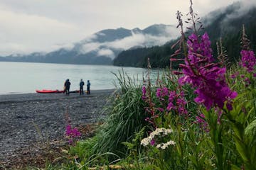 A small group of kayakers ready to paddle in Resurrection Bay with fireweed in the foreground