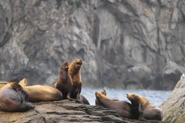 Seals basking on rocks near Seward, Alaska