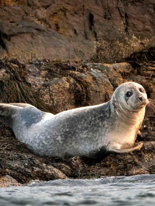 delaware colony seal