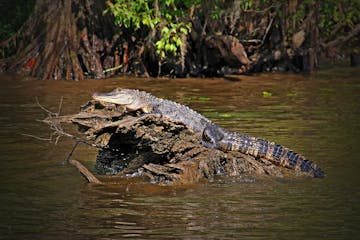 An alligator on a log